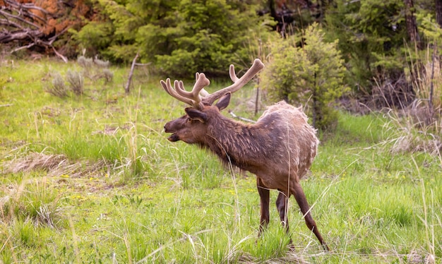 Elk comendo grama perto da floresta na paisagem americana