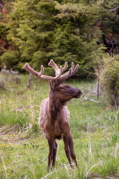 Elk comendo grama perto da floresta na paisagem americana