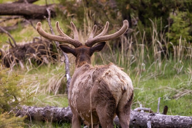 Elk comiendo hierba cerca del bosque en el paisaje americano