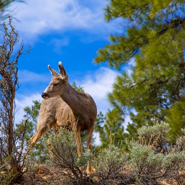 Elk Deer pastando en Arizona Grand Canyon Park