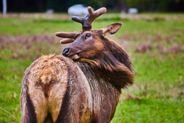 Elk lambendo de volta no campo verdejante