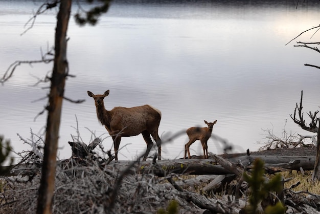 Elk mãe e bezerro pelo lago yellowstone na paisagem americana