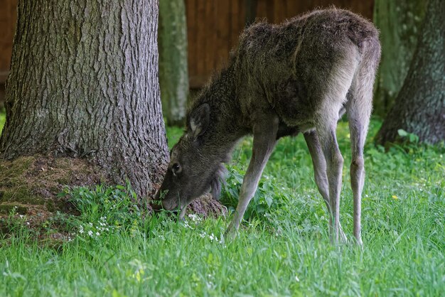 Foto elk en el parque nacional de bialowieza como parte del parque nacional belovezhskaya pushcha, polonia.