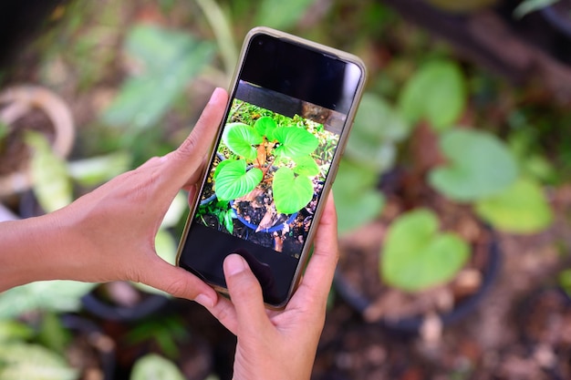 Ella estaba usando su teléfono para tomar fotografías de las plantas y verificar la integridad. antes de publicar a la venta en las redes sociales