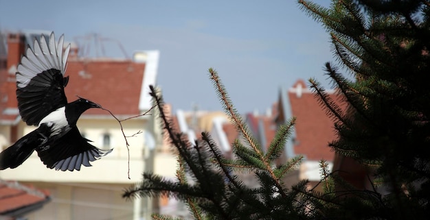 Elster baut ein Nest auf einem Tannenbaum