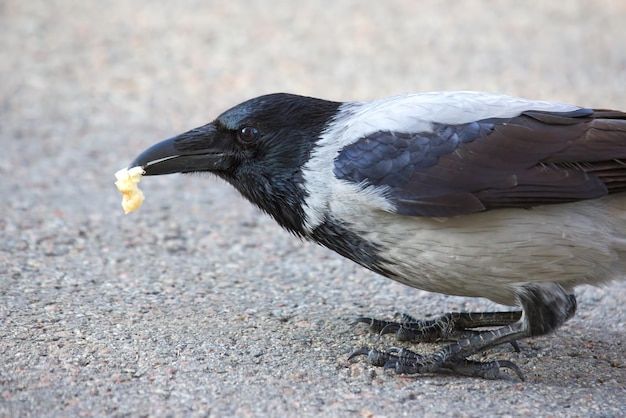 Elsterkrähe frisst gefiederte Fauna