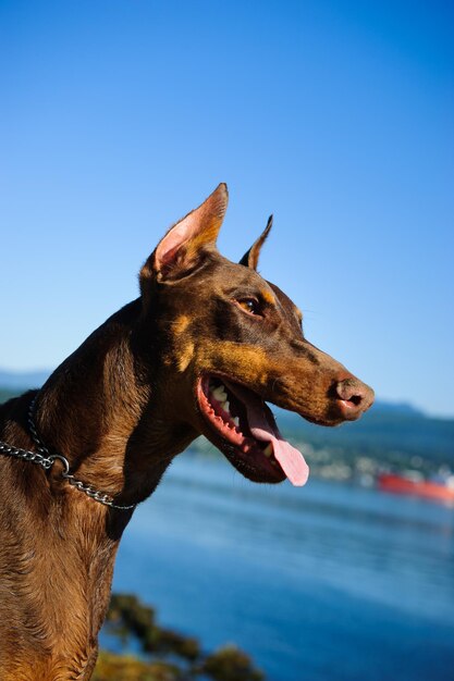 Foto em close-up do doberman pinscher