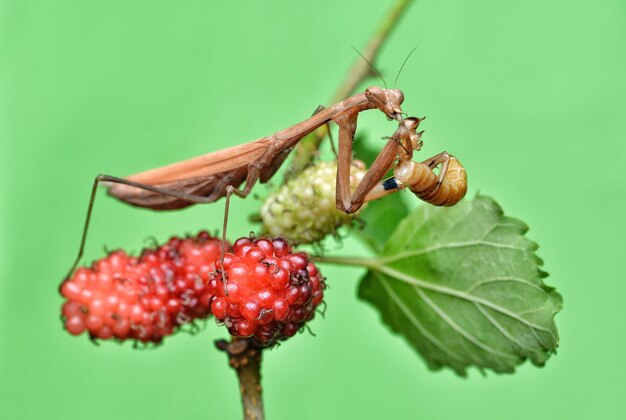 Foto - em close-up, uma louva-a-deus a comer presas.