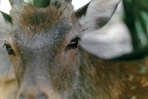 Foto em close-up