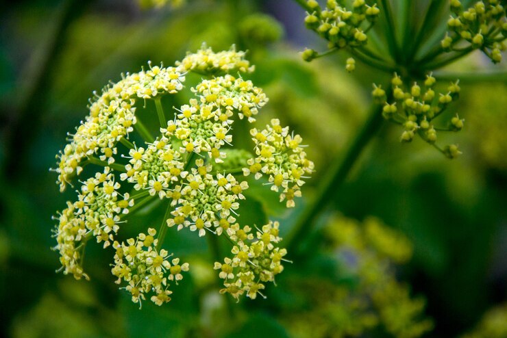 Foto em flores primavera