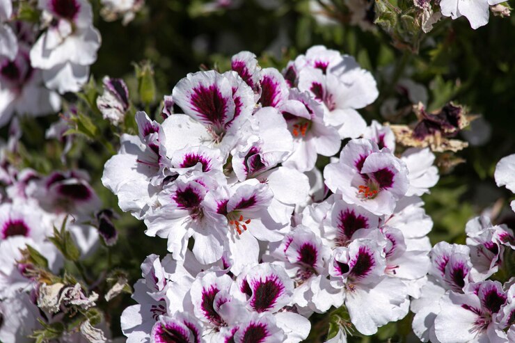 Foto em flores primavera