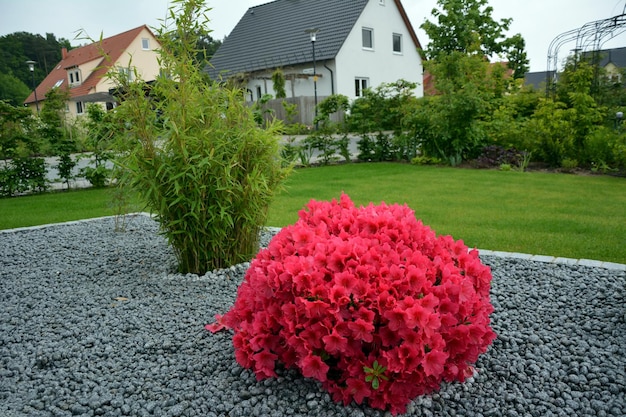 Em frente a casas particulares, um canteiro de flores decorativo com um arbusto de azaleia rosa e um arbusto de folhas verdes