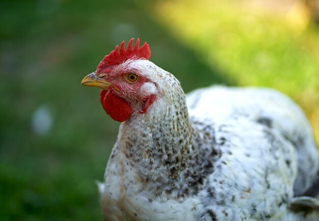 Em um dia ensolarado, as galinhas se alimentam em um curral tradicional Detalhe de uma cabeça de galinha Galinhas em um galinheiro Criação de aves ao ar livre