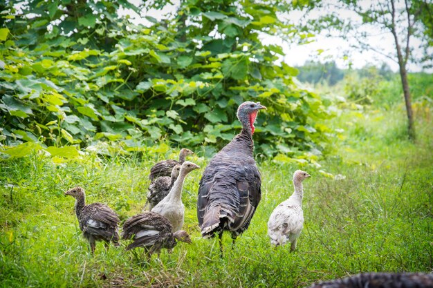 Em um dia ensolarado na vila no verão, uma família de perus caminha no jardim