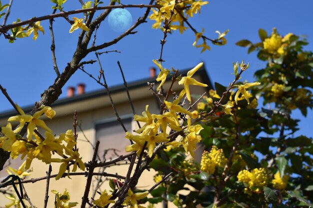 em um dia perfeito de primavera, a lua dá uma atmosfera de sonho