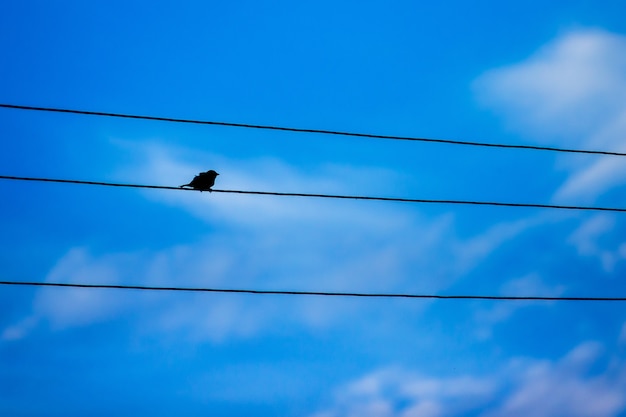 Em um fio elétrico fica único pássaro