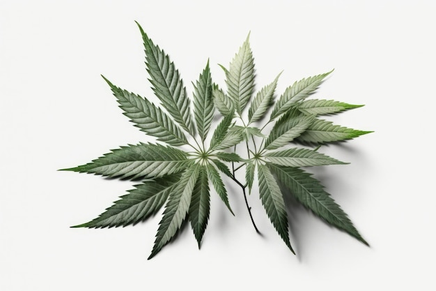 Em um fundo branco, o cânhamo deixa Cannabis Cannabis plant