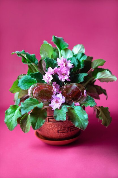 em um fundo rosa há um vaso de flores com violetas, que estão usando óculos cor de rosa