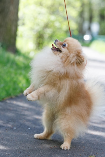 em um passeio um cachorro pomeranian nas patas traseiras pede um gostoso