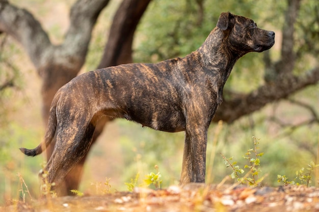 Em uma caminhada com meu cachorro