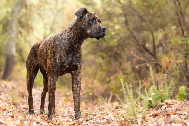 Em uma caminhada com meu cachorro