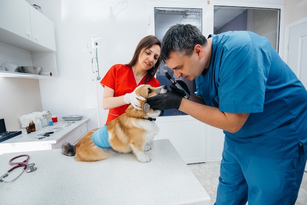 Em uma clínica veterinária moderna, um cão de raça pura Corgi é examinado. Clínica veterinária