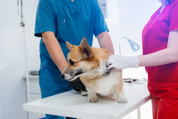 Em uma clínica veterinária moderna, um cão de raça pura Corgi é examinado. Clínica veterinária.