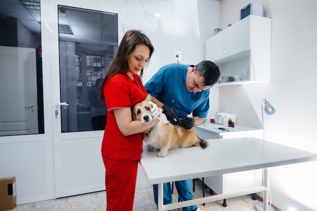 Em uma clínica veterinária moderna, um cão puro-sangue Corgi é examinado. Clínica veterinária.