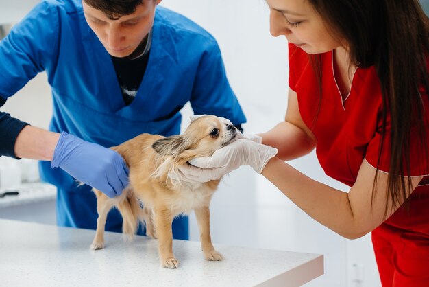 Em uma clínica veterinária moderna, um chihuahua de raça pura é examinado e tratado em cima da mesa. Clínica veterinária