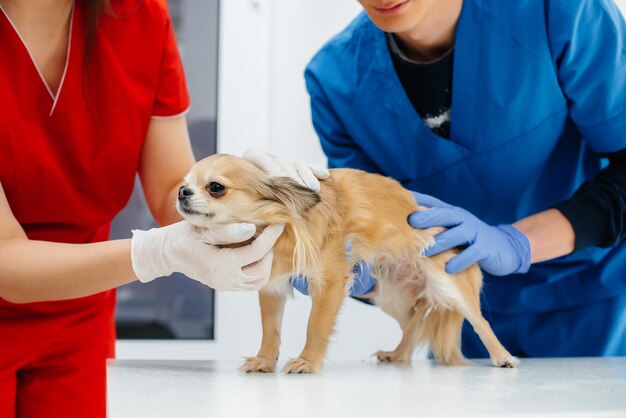 Em uma clínica veterinária moderna, um chihuahua de raça pura é examinado e tratado em cima da mesa. Clínica veterinária.