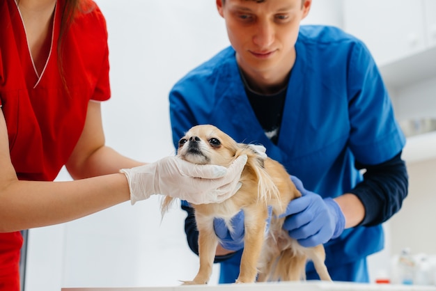 Em uma clínica veterinária moderna, um Chihuahua puro-sangue é examinado e tratado em cima da mesa. Clínica veterinária.