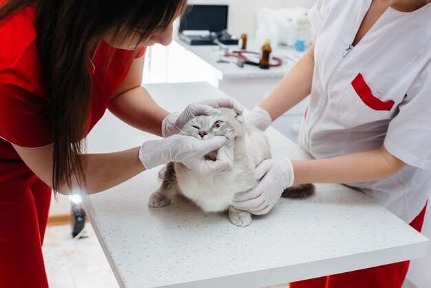 Em uma clínica veterinária moderna, um gato puro-sangue é examinado e tratado em cima da mesa. Clínica veterinária.