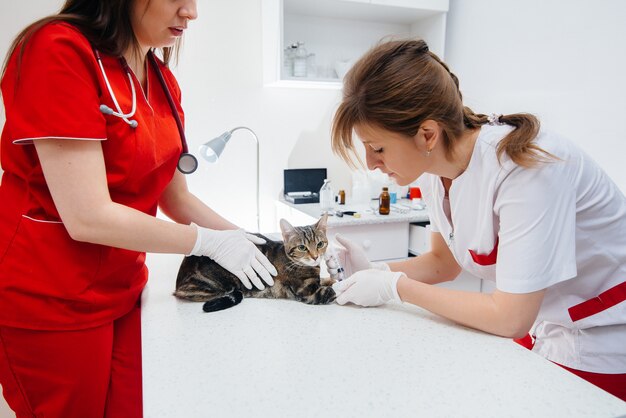 Em uma clínica veterinária moderna, um gato puro-sangue é examinado e tratado em cima da mesa. Clínica veterinária.