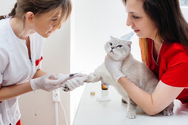 Em uma clínica veterinária moderna, um gato puro-sangue é examinado e tratado sobre a mesa. clínica veterinária