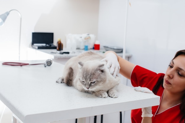 Em uma clínica veterinária moderna, um gato puro-sangue é examinado e tratado sobre a mesa. Clínica veterinária.