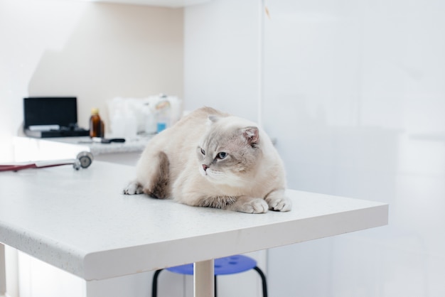 Em uma clínica veterinária moderna, um gato puro-sangue se senta em uma mesa. clínica veterinária