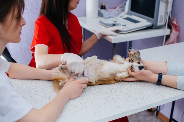 Em uma clínica veterinária moderna, um ultrassom de um Chihuahua de raça pura é realizado sobre a mesa. Clínica veterinária