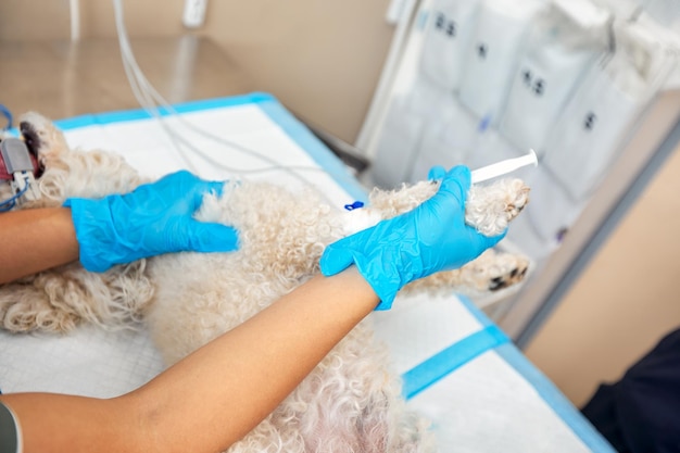 Em uma clínica veterinária moderna, uma operação é realizada em um animal na mesa de operação em clínica veterinária fechada