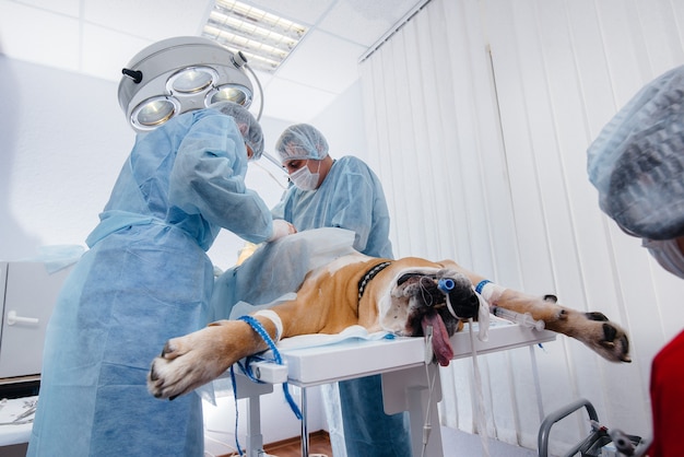 Em uma clínica veterinária moderna, uma operação é realizada para salvar a vida de um cão grande. cirurgia e medicina.