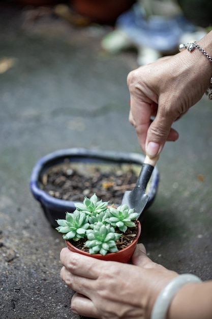 Em uma planta em uma panela na mão