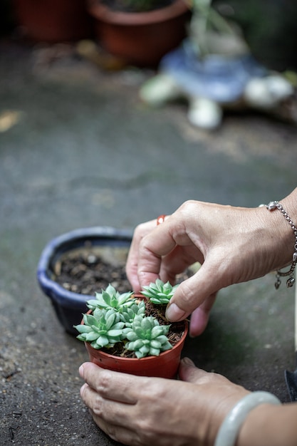 Foto em uma planta em uma panela na mão