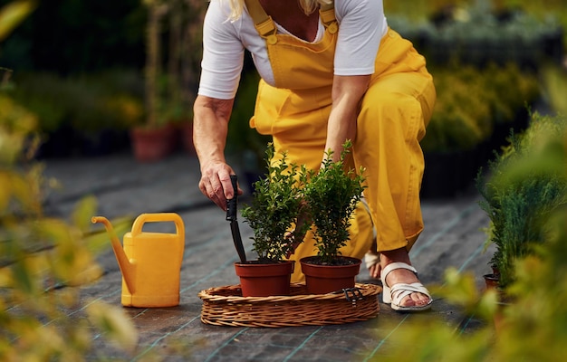 Em uniforme de cor amarela A mulher sênior está no jardim durante o dia Concepção de plantas e estações