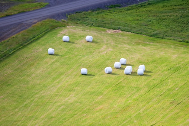 Embalado em fardos brancos de grama colhida no campo da islândia