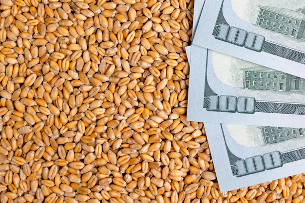 Embargo de prohibición de exportación de moneda y grano de trigo sobre suministros de trigo y harina a Europa, Asia y África