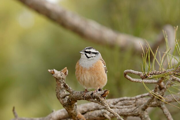 Emberiza calandra - Der Triguero ist eine Singvogelart aus der Familie der Emberizidae.