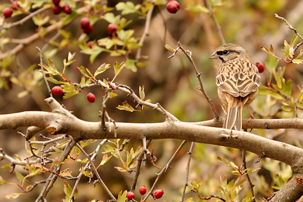 Emberiza calandra - Der Triguero ist eine Singvogelart aus der Familie der Emberizidae.