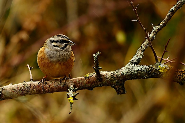 Emberiza calandra - O triguero é uma espécie de passeriformes da família Emberizidae.