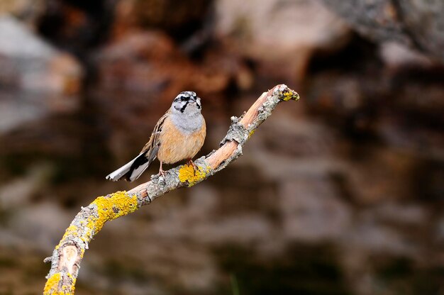 Emberiza cia el banderín de montaña es una especie de ave paseriforme de la familia de los escribas