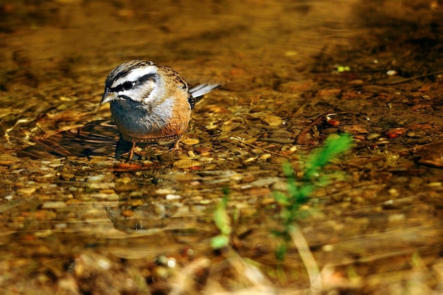 Emberiza cia el banderín de montaña es una especie de ave paseriforme de la familia de los escribas