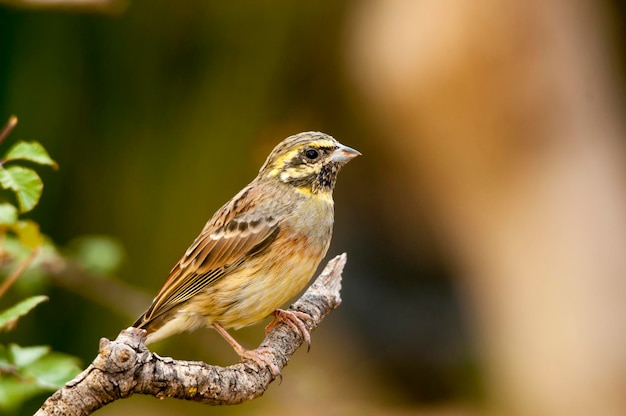 Emberiza cirlus el escribano soteno o es un ave passeriforme de la familia emberizidae